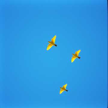 Обложка трека Свободный ветер